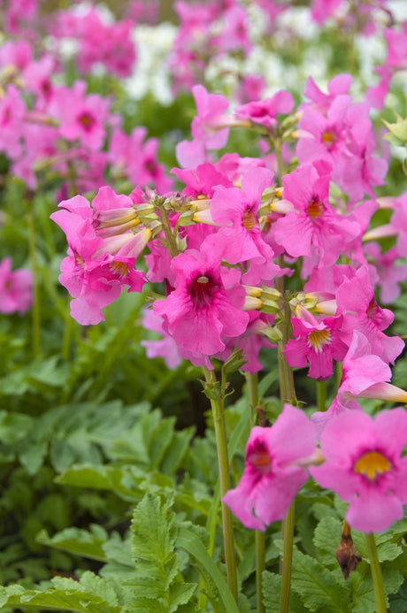10 Cheron PINK HARDY GLOXINIA Incarvillea Delavayi Flower Seeds
