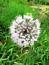 10 WHITE ALLIUM Neapolitanum Flowering or Naples Onion, Neopolitan or Daffodil Garlic Ornamental Flower Seeds