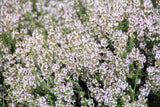 30 ORANGE THYME Orangelo Thymus Vulgaris Fragrantissimus Culinary Herb Seeds