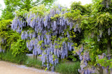 5 JAPANESE WISTERIA Floribunda Flower Purple Ornamental Vine Climber Seeds