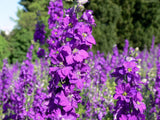 100 MIXED COLORS VERBASCUM Verbascum Phoeniceum Flower Seeds