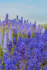100 BLUE SPIRE LARKSPUR Delphinium Consolida Ambigua Ajacis Flower Seeds