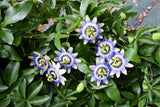10 Blue Crown PASSION FLOWER / Passion FRUIT Passiflora Caerulea Orange Fruit Vine Seeds