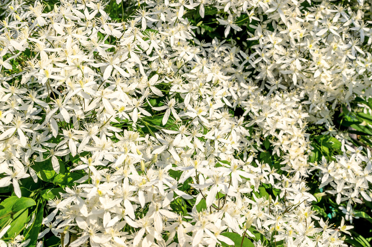 20 SWEET AUTUMN CLEMATIS Paniculata Fragrant White Flower Vine Seeds
