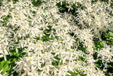 20 SWEET AUTUMN CLEMATIS Paniculata Fragrant White Flower Vine Seeds