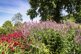 50 Pink VERONICA Longifolia / SPIKE SPEEDWELL Flower Seeds