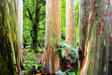 50 RAINBOW EUCALYPTUS Deglupta Gum Multicolor Bark Tree Seeds