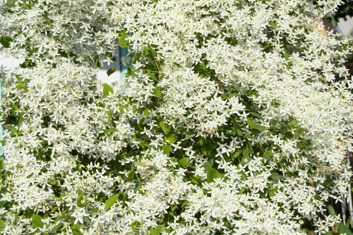 20 SWEET AUTUMN CLEMATIS Paniculata Fragrant White Flower Vine Seeds