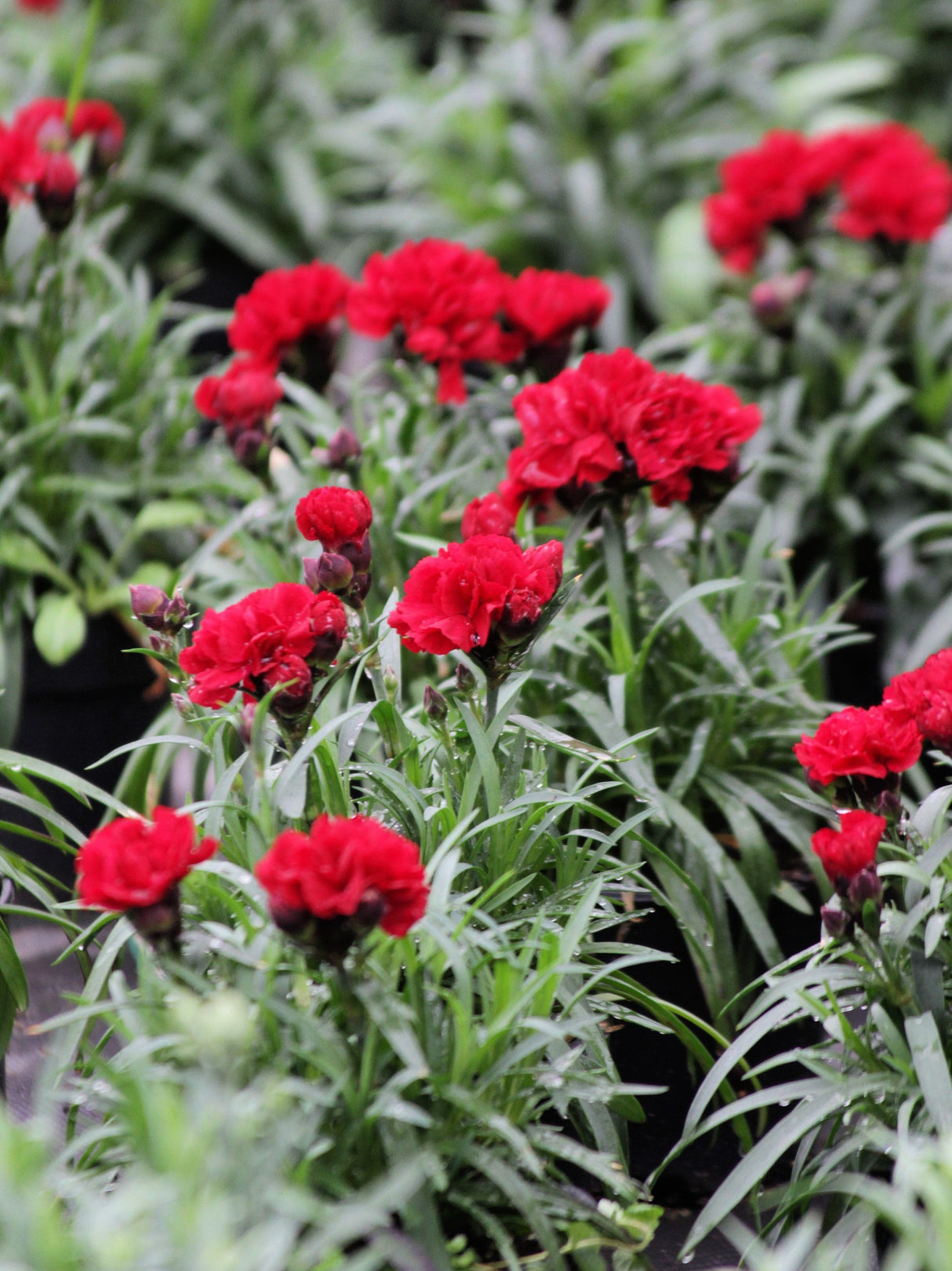 50 SCARLET RED CARNATION Dianthus Caryophyllus Grenadin Double Flower Seeds