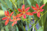 10 FRECKLEFACE BLACKBERRY LILY (Leopard Lily) Belamcanda Chinensis Iris Domestica Flower Seeds