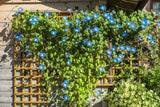 50 Heavenly BLUE MORNING GLORY Ipomoea Tricolor Vine Flower Seeds