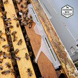 Small Hive Beetle Baitable Trap