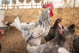 American Bresse Chicks - Assorted Colors - Buy 10 + 5 Bonus Free (Unsexed, Shipping Included)