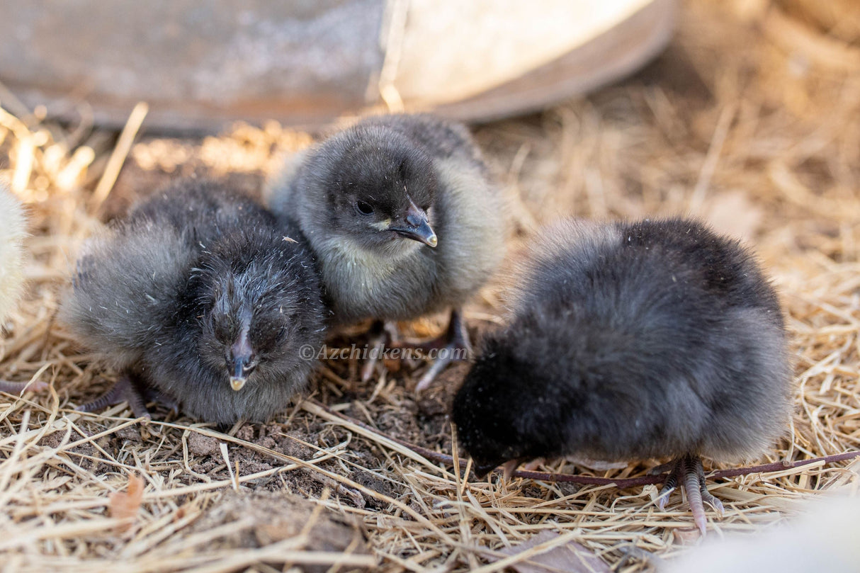 American Bresse Chicks - Assorted Colors - Buy 10 + 5 Bonus Free (Unsexed, Shipping Included)