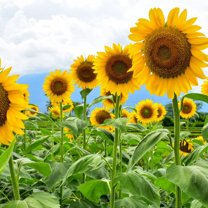 Mammoth Sunflower