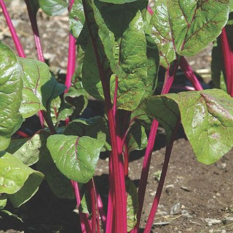 Magenta Sunset Swiss Chard