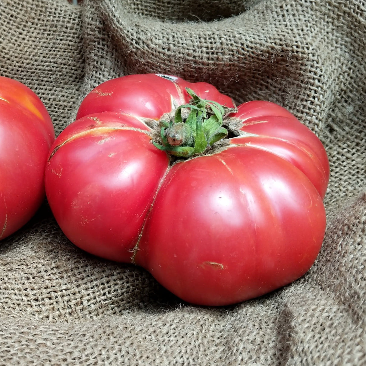 Brandywine Pink Tomato