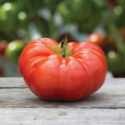 Beefsteak Tomato