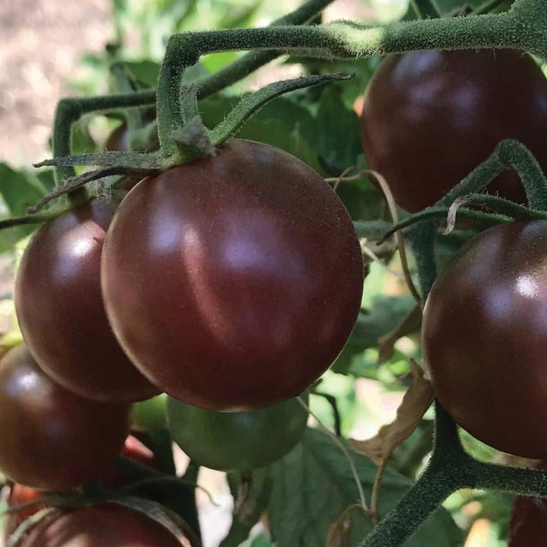 Black Cherry Tomato