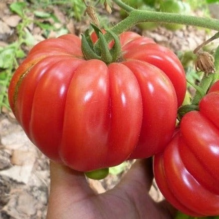 Mushroom Basket Tomato