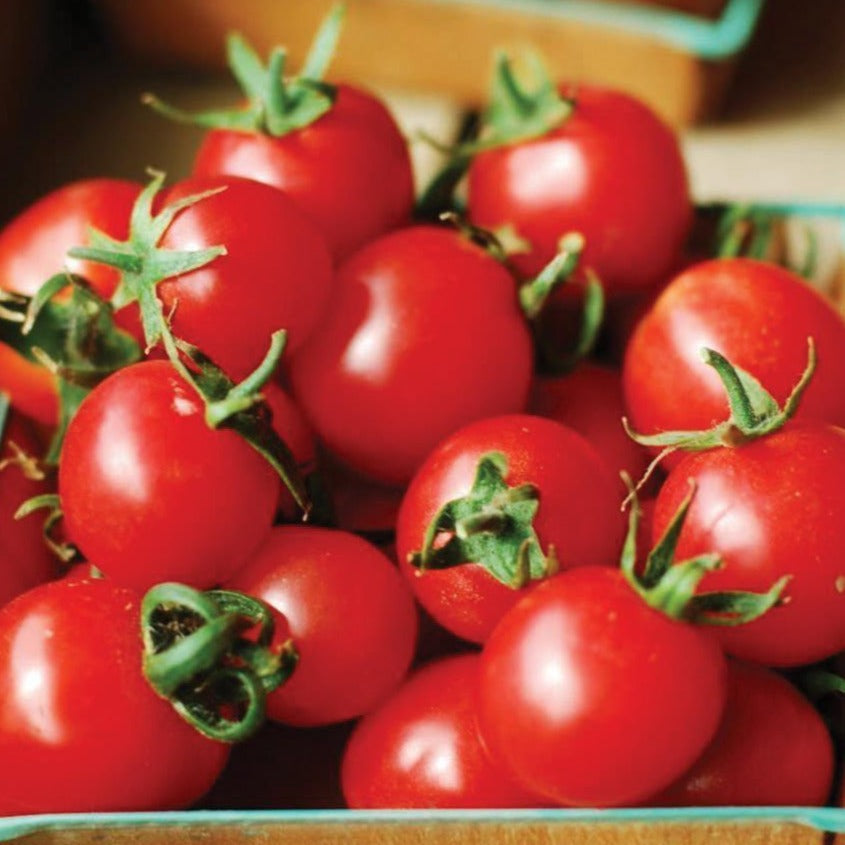 Large Red Cherry Tomato