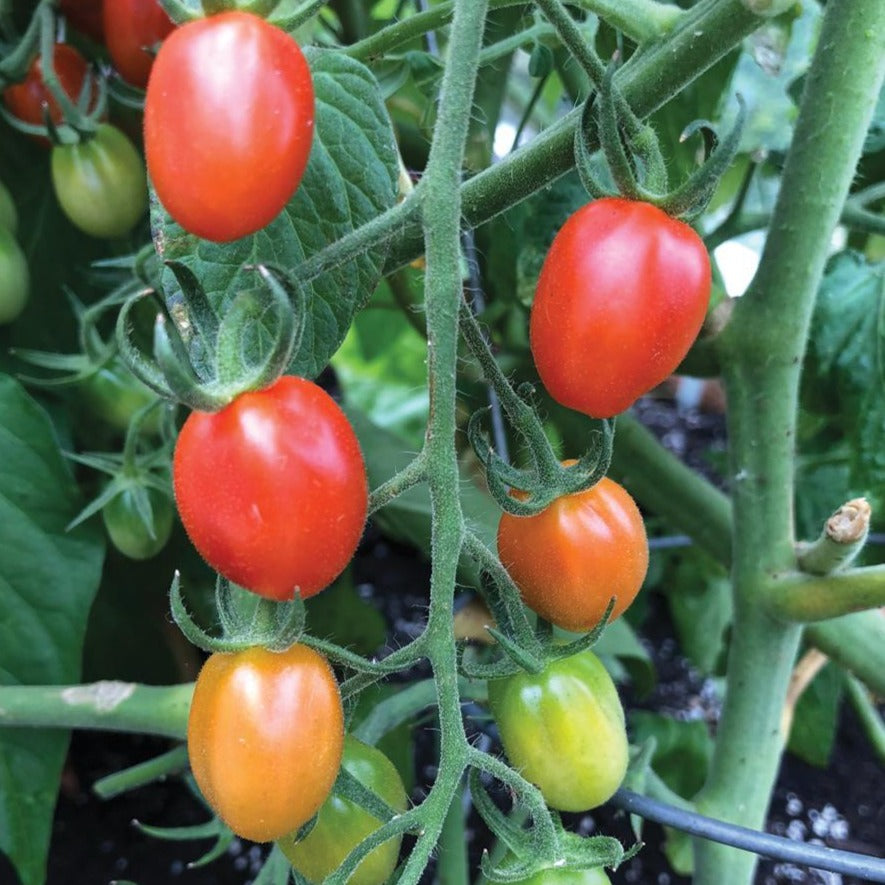 Orange Roussollini Tomato