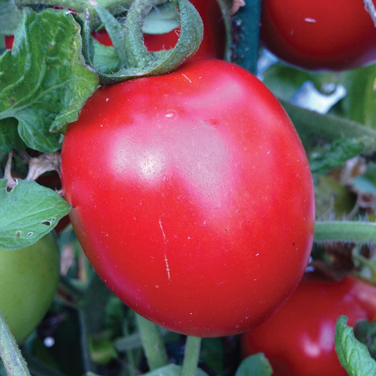 Rio Grande Tomato