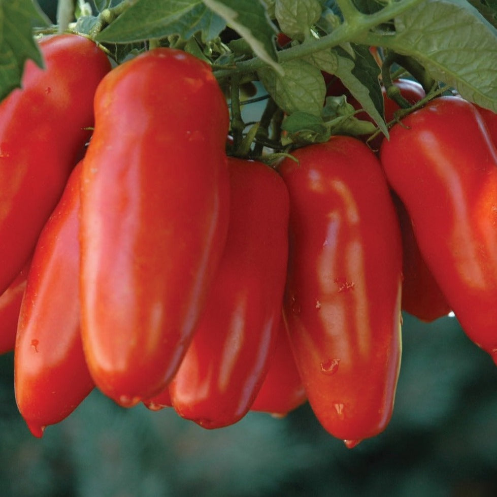 San Marzano Tomato