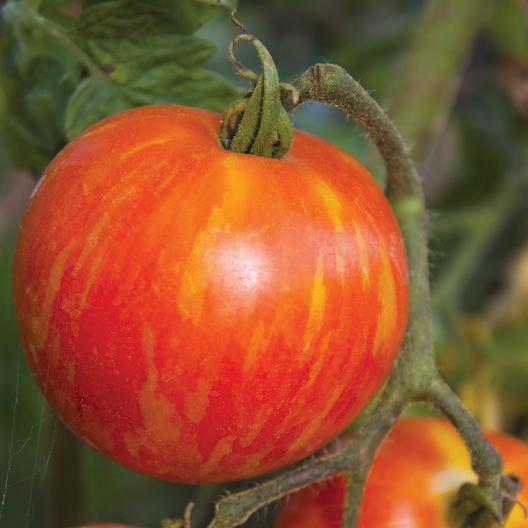 Mr. Stripey Tomato