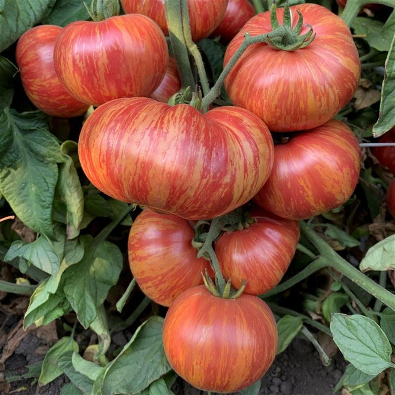 Vintage Wine Tomato