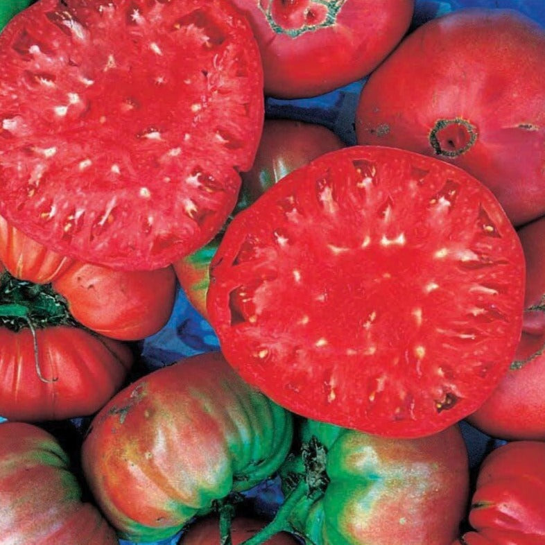 Giant Belgium Tomato