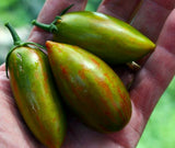 Lucky Tiger Tomato