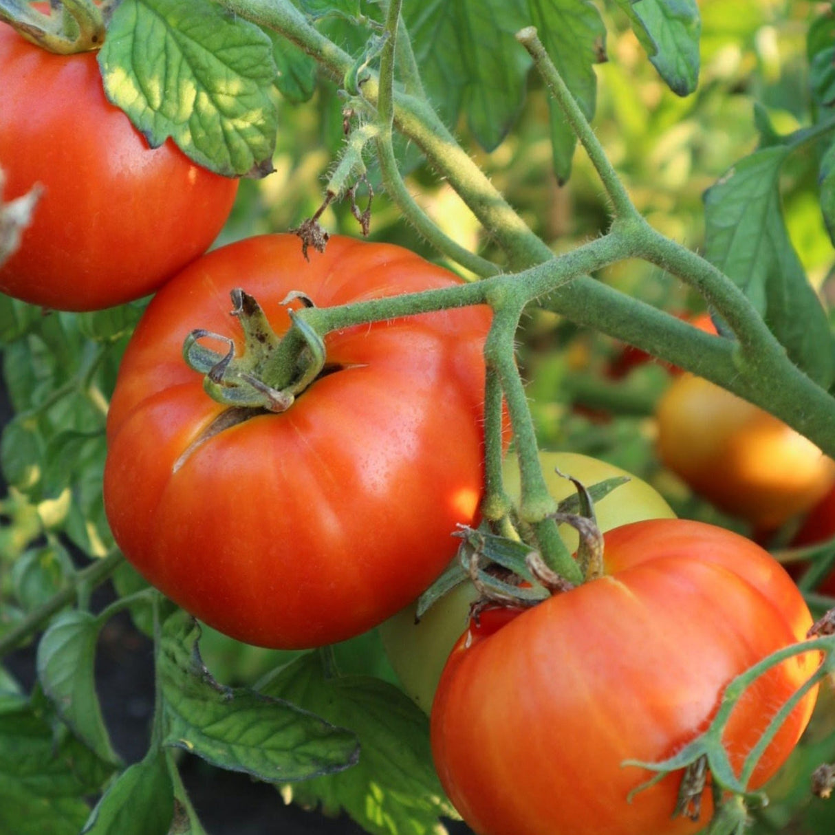 Mountain Princess Tomato