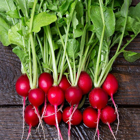 Cherry Belle Radish