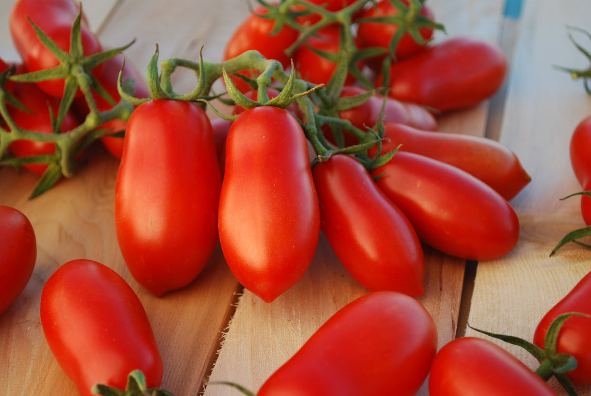 Ten Fingers of Naples Tomato