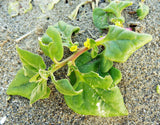 60 NEW ZEALAND SPINACH Tetragonia Tetragonioides Vegetable Greens Seeds