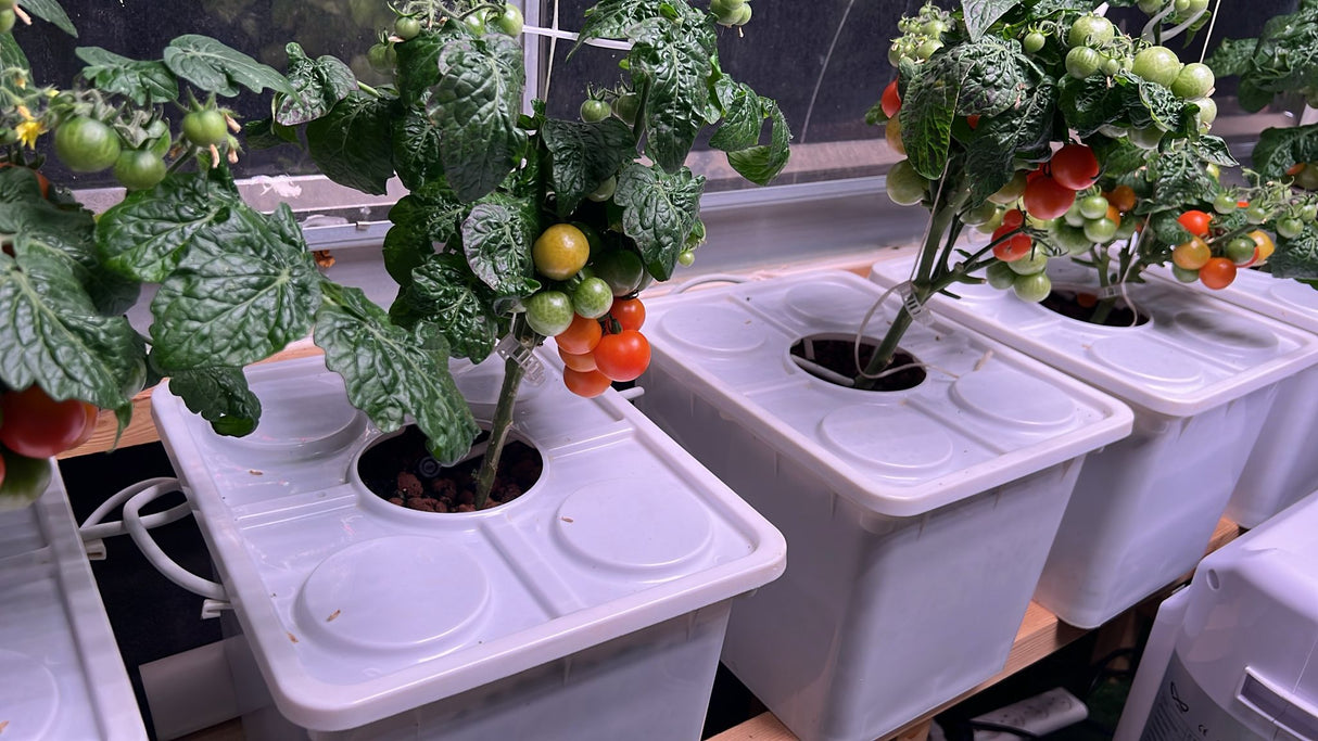 Tobato 5 – Dutch Bucket Hydroponic Growing System