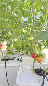 Tobato 5 – Dutch Bucket Hydroponic Growing System