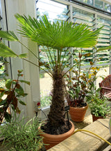 10 WAGNER WINDMILL PALM Dwarf Chusa Trachycarpus Fortunei Wagnerianus Tree Houseplant Seeds