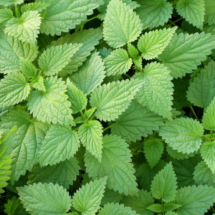 Stinging Nettle