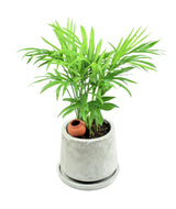 5 BAMBOO PALM Chamaedorea Seifrizii Reed or Parlor Palm Tree Sun Shade Houseplant Seeds