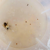Varroa Easy Check