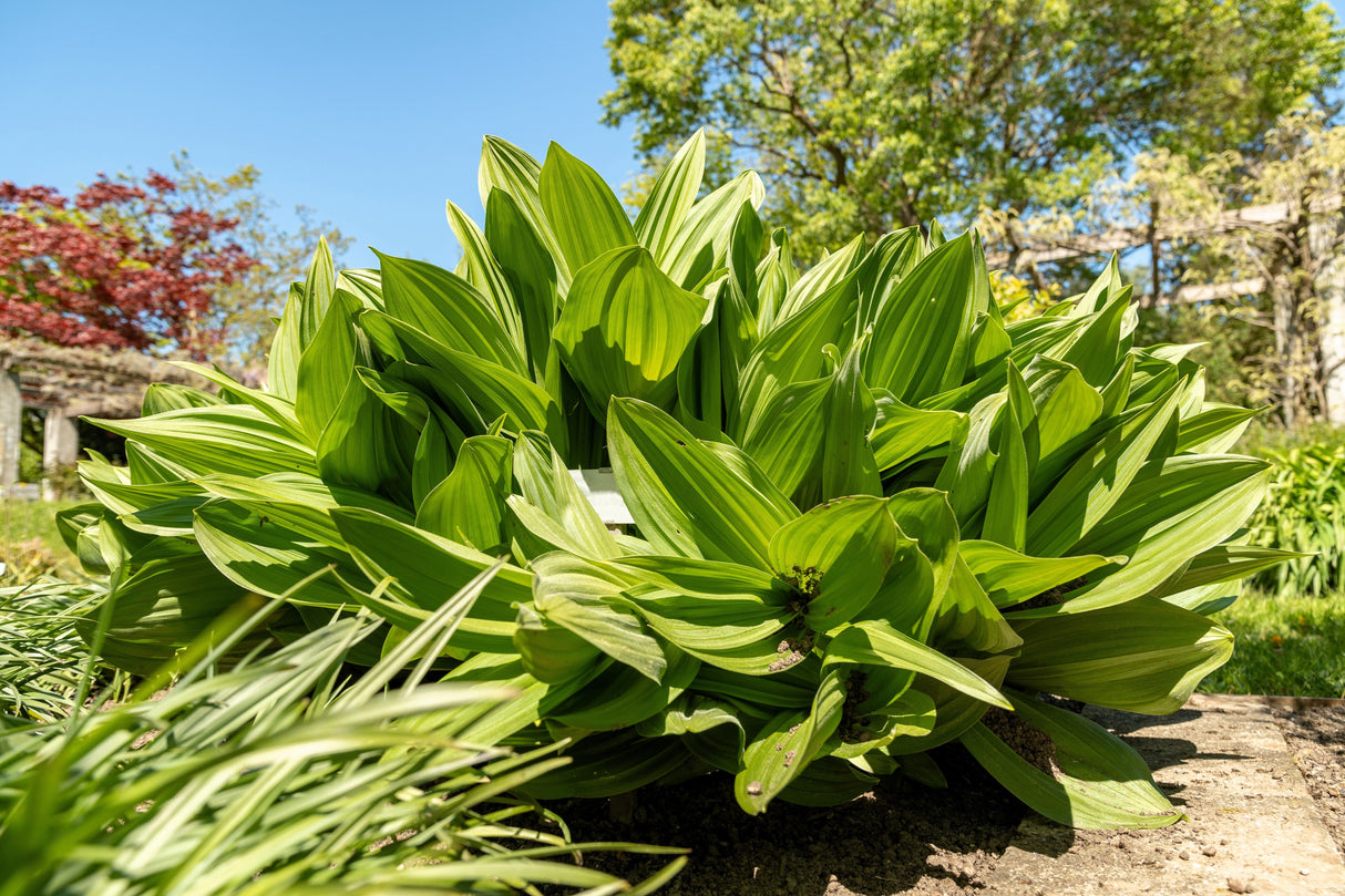 100 VIRGINIA BUNCHFLOWER LILY (White Hellebore / Corn Lily) Melanthium Virginicum Veratrum Flower Seeds