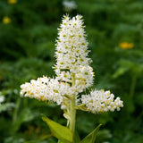 100 VIRGINIA BUNCHFLOWER LILY (White Hellebore / Corn Lily) Melanthium Virginicum Veratrum Flower Seeds