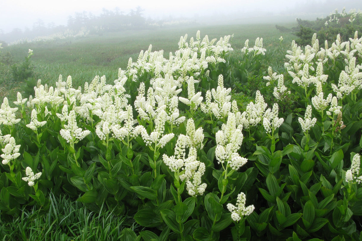 100 VIRGINIA BUNCHFLOWER LILY (White Hellebore / Corn Lily) Melanthium Virginicum Veratrum Flower Seeds