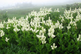 100 VIRGINIA BUNCHFLOWER LILY (White Hellebore / Corn Lily) Melanthium Virginicum Veratrum Flower Seeds