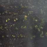 Heavy-Duty Insect Netting