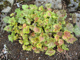 50 HEUCHERA Americana CORAL BELLS Dale's Strain American Alumroot Flower Seeds