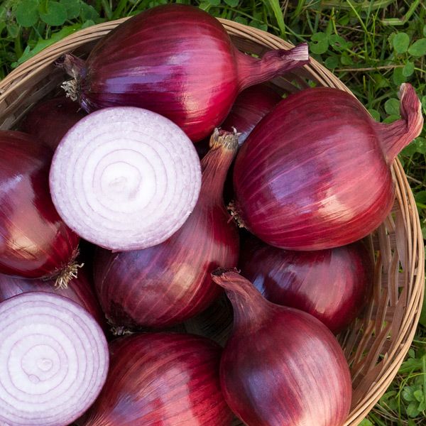 Red Carpet Onion