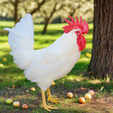 White Leghorn Chicks – Buy 10 + 5 Bonus Free (15 All-Female, Shipping Included)